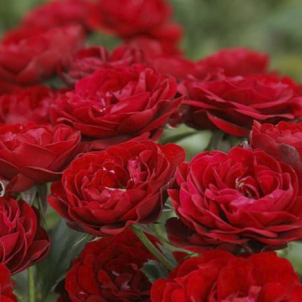 Огненный вихрь в вашем саду: роза спрей Торнадо