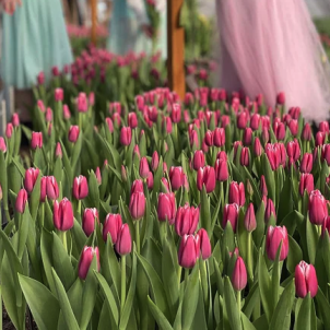 Як підрізати тюльпани: процедури до, під час та після цвітіння