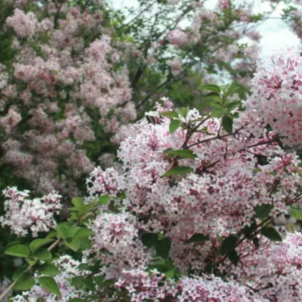 Як правильно обрізати бузок, щоб він потопав у квітах