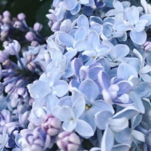 Как размножить любимую сирень