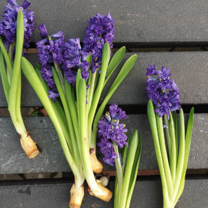 Як зберегти цибулини гіацинтів: секрети успішного спокою