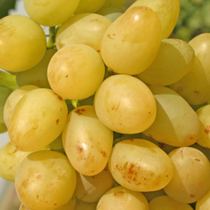 Як зберігати кишмиш після збору: холодильник, підвал, заморозка
