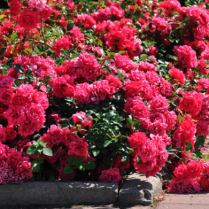 Якість визначає ландшафт або як вибрати сорт грунтопокривних троянд