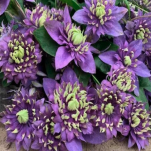 Японський клематис Тайга