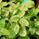 Жимолость японська Aureoreticulata