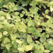 Жимолость японська Aureoreticulata