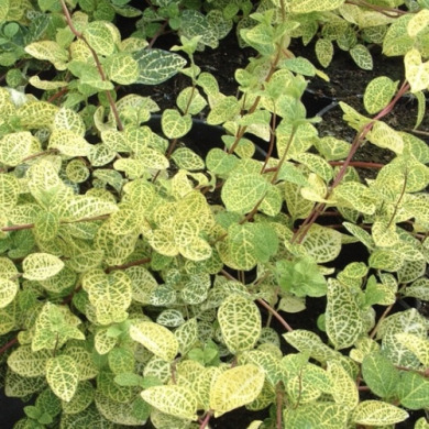 Жимолость японська Aureoreticulata