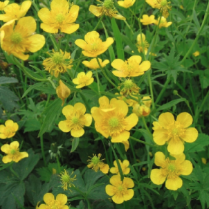 Жовтець їдкий: золота колекція природи