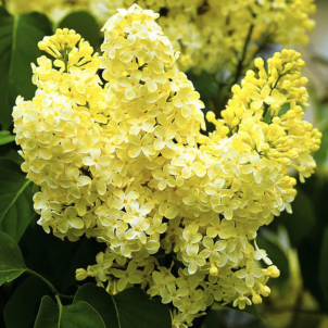 Жовтий бузок, або міф, що став реальністю