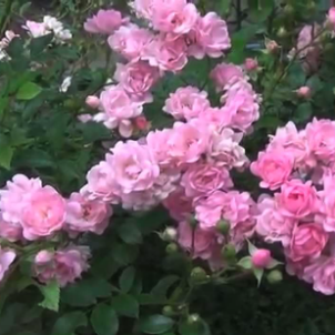 Зимостійкі грунтопокривні троянди та секрети їх виживання