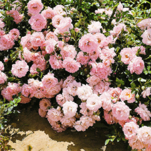 Зимовий мінімум: санітарна обрізка грунтопокривних троянд перед морозами