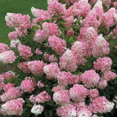 Гортензия метельчатая "Тач оф Пинк" Touch of Pink (закрытый корень С2)