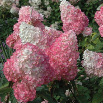 Гортензия метельчатая "Тач оф Пинк" Touch of Pink (закрытый корень С2)