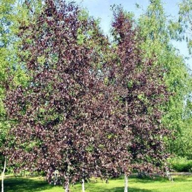 Береза плакучая "Роял Фрост" Royal Frost (закрытый корень С4)