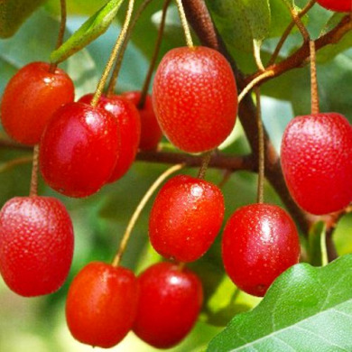 Гуми (горщик 5 л)