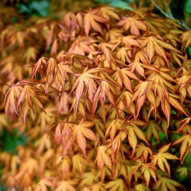 Клён японский "Катсура" Katsura (закрытый корень С5)