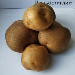 Насіннєва пізньостигла картопля "Панянка" (Еліта, для універсального призначення) 1кг
