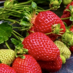 Полуниця "Едвіна" ремонтантна, 5 шт