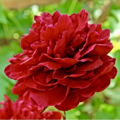 Пион травянистый "Рэд Сара Бернар" (Фиона) Red Sarah Bernhardt (Fiona)