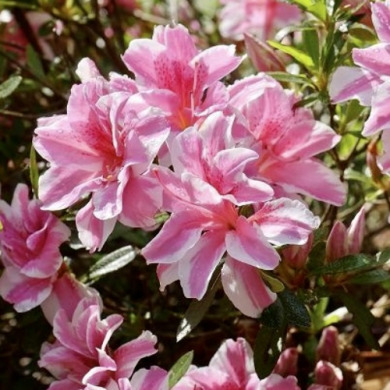 Азалія "Кармесіта Роуз" Karmesita Rosea (закритий корінь Р9)