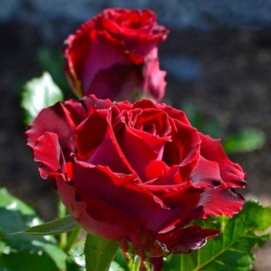 Роза чайно-гибридная "Руби ред" Ruby red