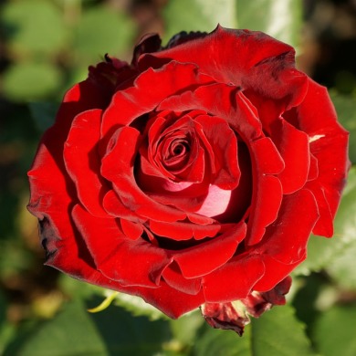 Роза чайно-гибридная "Руби ред" Ruby red