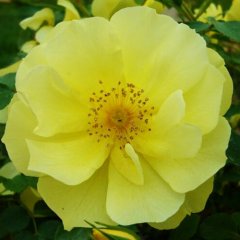 Роза почвопокровная "Лаймесголд" Limesgold