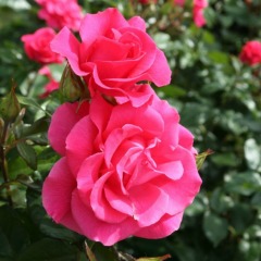 Троянда шраб «Романс» Romanze 