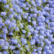 Цеанотус "Blue Mound" (закритий корінь Р9)