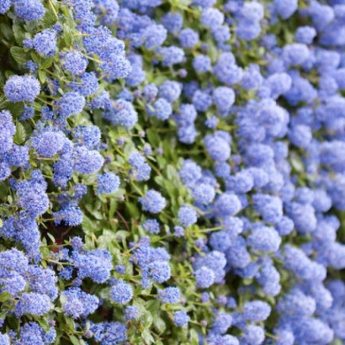 Цеанотус "Blue Mound" (закритий корінь Р9)