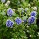 Цеанотус "Blue Mound" (закритий корінь Р9)