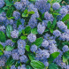Цеанотус "Blue Mound" (закритий корінь Р9)