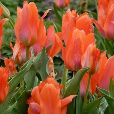 Тюльпан мультифлора "Orange Bouguet" 3 шт