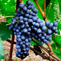 Виноград винный "Антей магарачский"