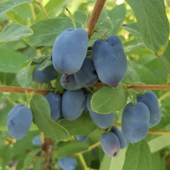 Жимолость "Бореал Бьюти" (закрытый корень) 2 года Жимолость "Бореал Бьюти" (закрытый корень) 2 года