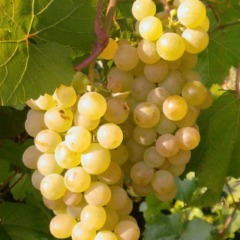 Виноград винный "Солярис"