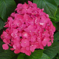 Гортензия крупнолистая "Джип Пинк" Jip Pink (закрытый корень С2)