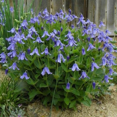 Клематис кустовой 