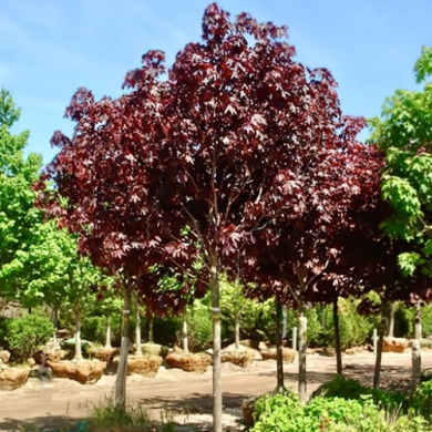 Клен остролистный "Роял Ред" 