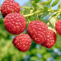 Малина "Октавия"