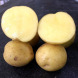 Семенной раннеспелый картофель "Скарбница" (1 репродукция, столового назначения) 1кг