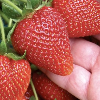 Клубника "Сирия" 5 шт (фриго) Клубника "Сирия" 5 шт (фриго)