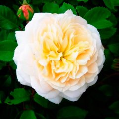 Троянда англійська "Крокус троянда" Crocus Rose