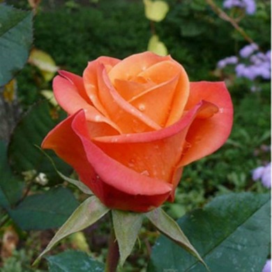 Роза чайно-гибридная "Эстелла" Estella