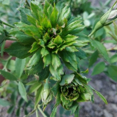 Роза флорибунда "Грин Розе" Green Rose
