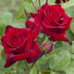 Троянда флорибунда  "Ніколо Паганіні" Niccolo Paganini