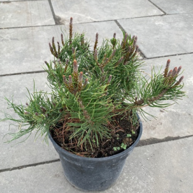 Сосна горная "Пумилио" Pinus mugo 