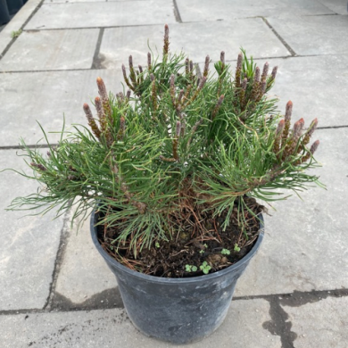 Сосна горная "Пумилио" Pinus mugo 
