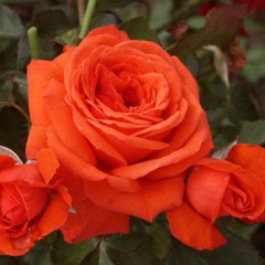 Троянда плетиста "Саліта" Salita