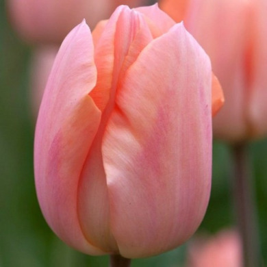Тюльпан триумф "Apricot Beauty" 3шт